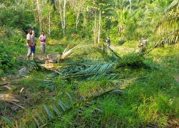 Perkebunan Warga Dusun Leupon Desa Buket Kuta Peudawa dirusak Sekawanan Gajah Liar