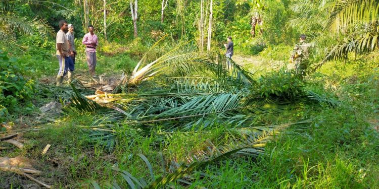 Perkebunan Warga Dusun Leupon Desa Buket Kuta Peudawa dirusak Sekawanan Gajah Liar