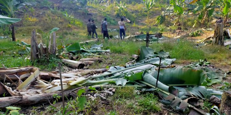 Perkebunan Warga Dusun Leupon Desa Buket Kuta Peudawa dirusak Sekawanan Gajah Liar