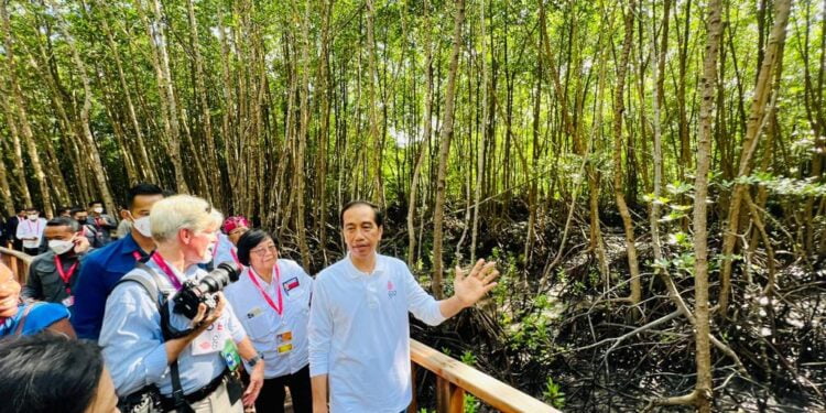 Presiden Jokowi menjelaskan 33 spesies (mangrove) yang di tanam