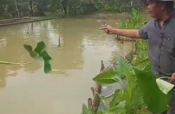 Direktur PT. Wangsa Syahitu Dipantara, Nandang Darana Saat membrikan pakan ikan gurame/dok.istimewa