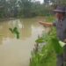 Direktur PT. Wangsa Syahitu Dipantara, Nandang Darana Saat membrikan pakan ikan gurame/dok.istimewa