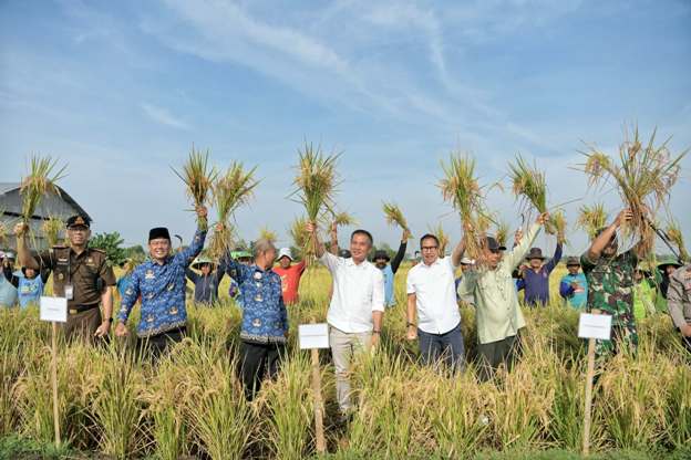 Penjabat Gubernur Jabar Bey Machmudin saat panen raya di Kecamatan Tukdana, Kabupaten Indramayu, Senin (18/11/2024).